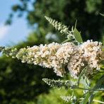 Vlinderstruik, Tuin en Terras, Planten | Struiken en Hagen, Ophalen, Vlinderstruik