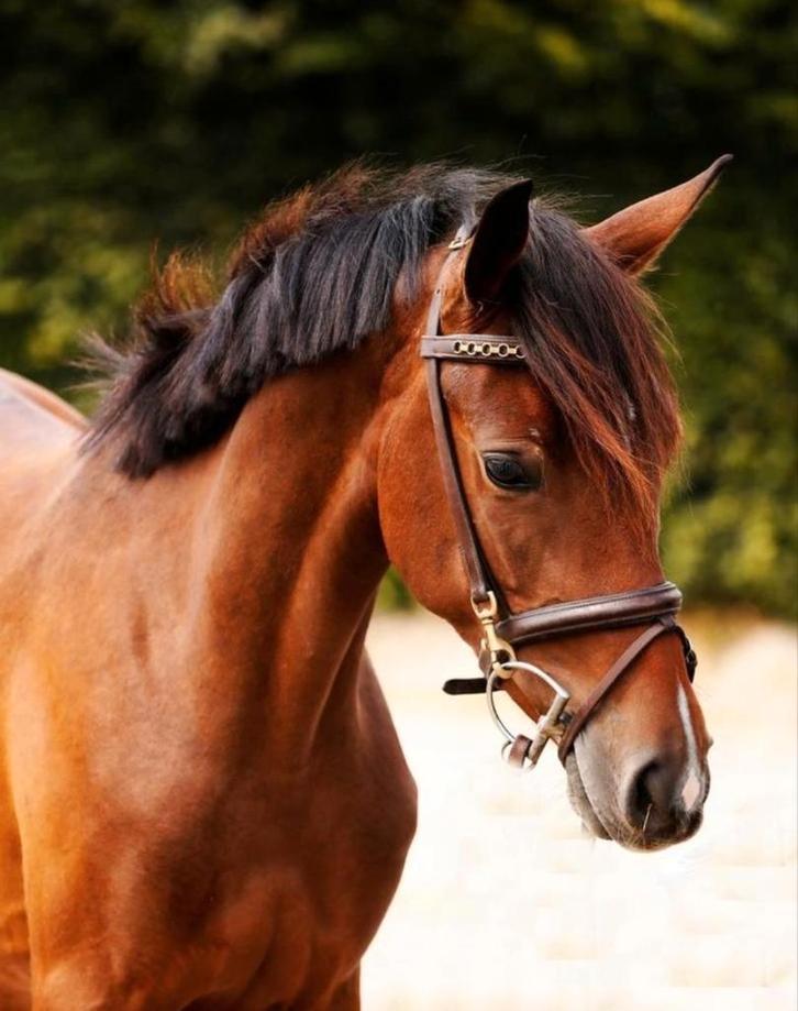 Te Koop: Super Brave 4-jarige D-pony Merrie, Dieren en Toebehoren, Pony's, Merrie, B, D pony (1.37m tot 1.48m), Recreatiepony