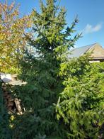 kerstboom, Ophalen, Nieuw