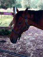 Paard, Dieren en Toebehoren, Paarden, Zadelmak, 11 jaar of ouder, Merrie, Gechipt