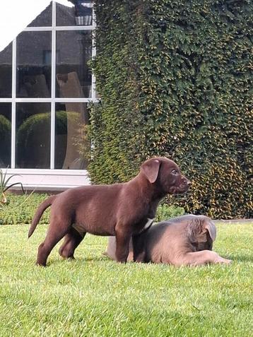 Chiots du Labrador, Labrador retriever, Plusieurs, Parvovirose, Belgique