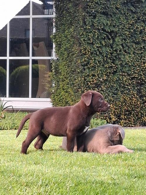 Labrador pups, Dieren en Toebehoren, Honden | Retrievers, Spaniëls en Waterhonden, Meerdere dieren, Labrador retriever, Fokker | Professioneel