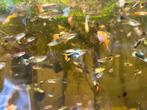 Guppy . Differentes tailles . Guppy verschillende grootte., Dieren en Toebehoren, Vis, Zoetwatervis