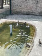 Carolina eenden, Dieren en Toebehoren, Pluimvee