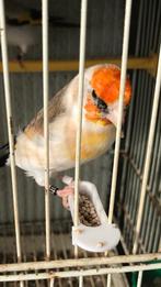 Puttertje met witte kop, Dieren en Toebehoren, Vogels | Overige Vogels, Mannelijk, Tropenvogel, Geringd