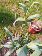 Jeune pousse de canne de Provence (sud Italie) traçant, Jardin & Terrasse, Plantes | Jardin, Enlèvement