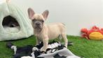 Franse Bulldog pups, België, 8 tot 15 weken, CDV (hondenziekte), Bulldog