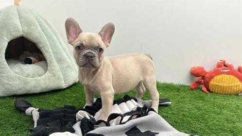 Franse Bulldog pups, Dieren en Toebehoren, Honden | Bulldogs, Pinschers en Molossers, Meerdere dieren, Bulldog, Fokker | Professioneel