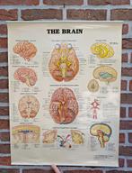 Vintage: anatomische kaart / poster The Brain / de hersenen, Ophalen of Verzenden