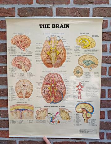 Vintage: anatomische kaart / poster The Brain / de hersenen beschikbaar voor biedingen