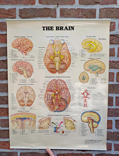 Vintage: anatomische kaart / poster The Brain / de hersenen, Antiek en Kunst, Curiosa en Brocante, Ophalen of Verzenden