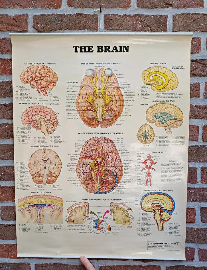 Vintage: anatomische kaart / poster The Brain / de hersenen, Antiek en Kunst, Curiosa en Brocante, Ophalen of Verzenden