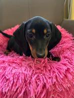 Kortharige teckel pups, Belgique, Plusieurs, 8 à 15 semaines, Éleveur | Professionnel