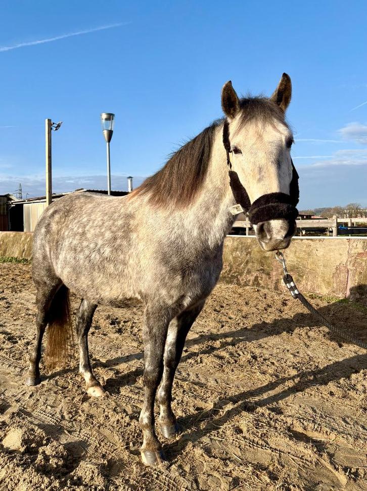 Magnifique Jument Espagnol de 6 ans, Animaux & Accessoires, Chevaux, Jument, B, Moins de 160 cm, 3 à 6 ans, Cheval de récréation