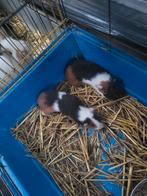 Cobayes mâles, Animaux & Accessoires, Rongeurs, Décembre, Mâle, Cobaye