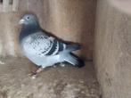 VERKOOP VAN JONGE DUIF JO BAUTERS EN DUIVER ZWARTE PONNET