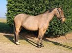 Hele brave lieve Welsh cob merrie !, Dieren en Toebehoren, Merrie, B, Gechipt, 11 jaar of ouder