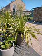 yucca planten, Ophalen