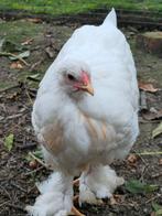 Brahma hennetjes, Dieren en Toebehoren