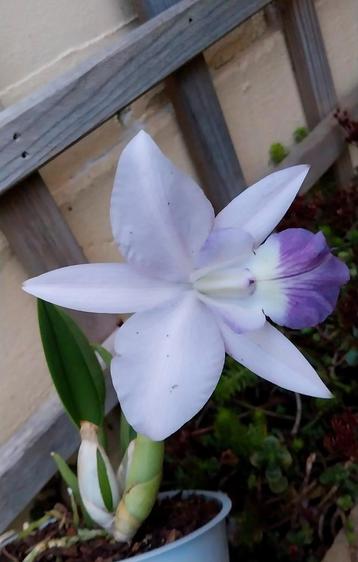 Bloeiende Orchidee Blauwe Cattleya Love Knot beschikbaar voor biedingen