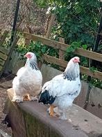 2 mooie Barhema kippen, Dieren en Toebehoren, Pluimvee