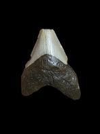 Dent de mégalodon Carcharodon 3,68 po/9,36 cm., Enlèvement ou Envoi, Fossile