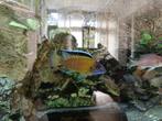 ciclhiden malawi vissen, Vis, Zoetwatervis