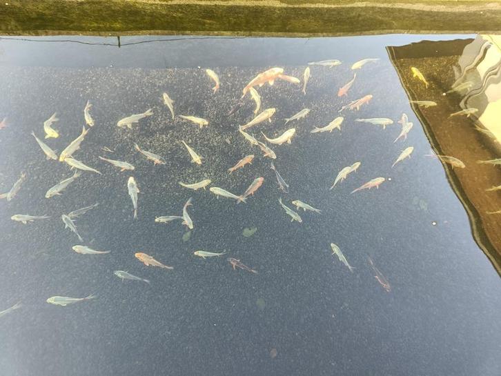 Jonge koi 2j oud 10-15cm €6/st, Dieren en Toebehoren, Vissen | Vijvervissen, Karper of Koi