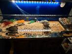 Aquarium met 4 goudvissen en 2 schildpadden gratis, Ophalen