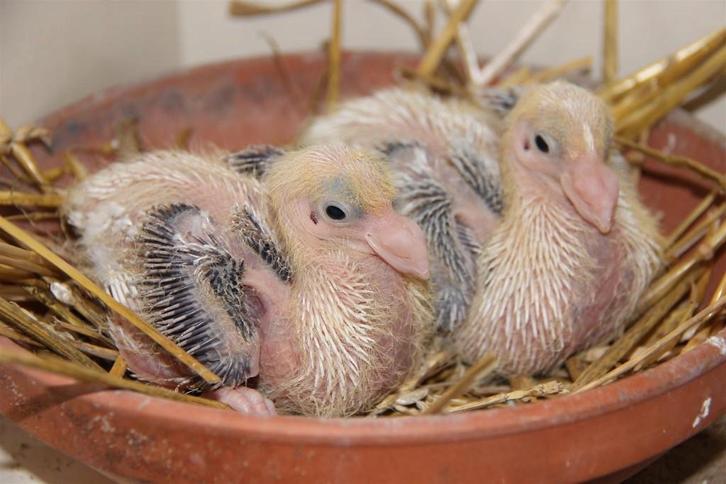 Postduiven, Animaux & Accessoires, Oiseaux | Pigeons, Pigeon voyageur, Plusieurs animaux