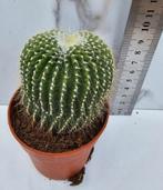 Eriocactus leninghausii .intermedius, Verzenden