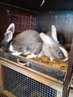 Voedstets, Dieren en Toebehoren, Konijnen, Groot