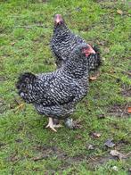 Mechelse koekoek, Dieren en Toebehoren, Pluimvee, Meerdere dieren, Kip