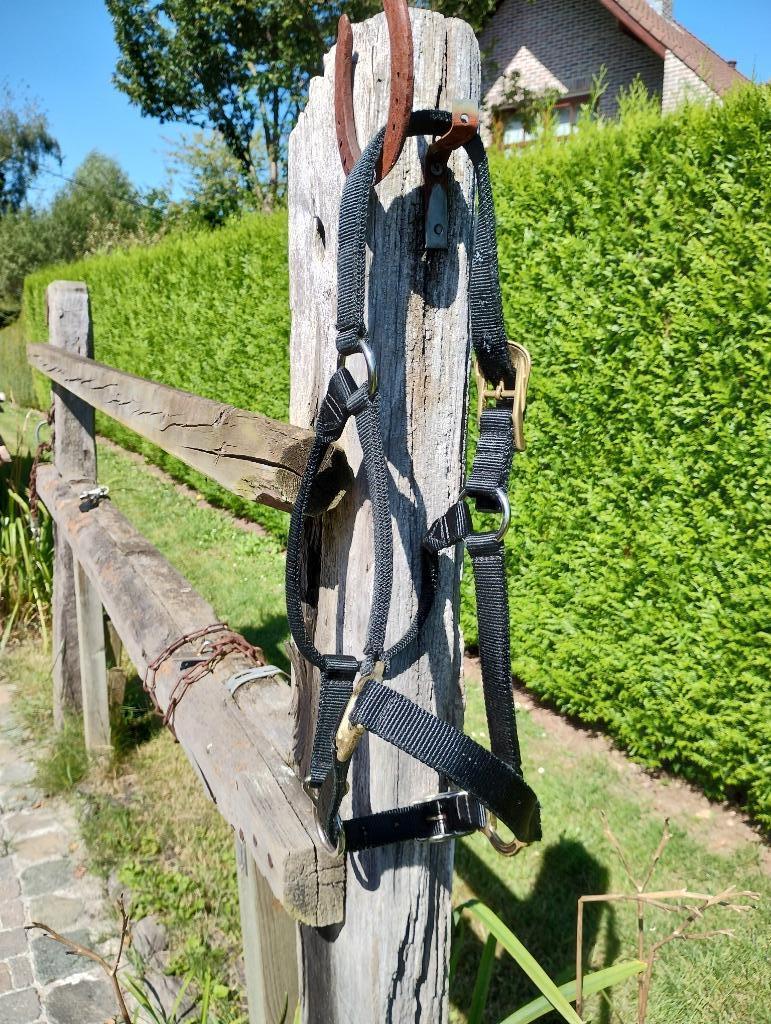 Licol BMB haut de gamme, Animaux & Accessoires, Chevaux & Poneys | Brides & Harnachement, Neuf, Autres espèces, Enlèvement ou Envoi