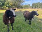 Baggerbonte, Dieren en Toebehoren, Vrouwelijk, Schaap, 0 tot 2 jaar