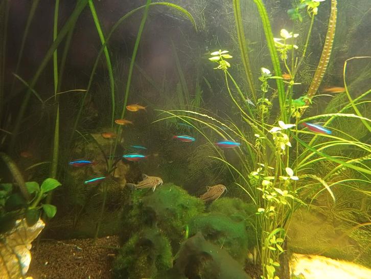 Volledig visbestand te koop, Dieren en Toebehoren, Vissen | Aquariumvissen