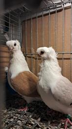 Pigon, Dieren en Toebehoren, Vogels | Duiven