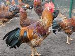 hanen leghorn porselein 6 mnd, Dieren en Toebehoren, Pluimvee, Mannelijk, Kip