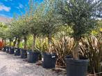 Nieuw binnen! Terrasolijfboom Olea Europaea, Jardin & Terrasse, Plantes | Arbres, Olivier, Enlèvement