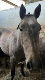 2 jarige King Kashmir TN merrie, Dieren en Toebehoren, Paarden, Merrie, Springpaard, Gechipt, 0 tot 2 jaar