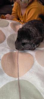 Jonge Chinchilla, Animaux & Accessoires, Rongeurs, Chinchilla
