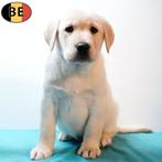 Labrador - Prachtige pups te koop, Dieren en Toebehoren, Parvo, België, Handelaar, 8 tot 15 weken