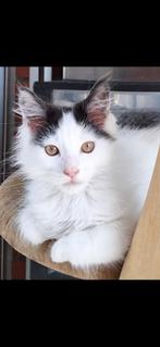 Mainecoon kittens, Dieren en Toebehoren, Katten en Kittens | Raskatten | Langhaar, Meerdere dieren, Gechipt, 0 tot 2 jaar