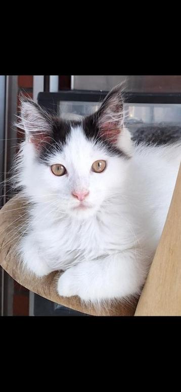 Mainecoon kittens  beschikbaar voor biedingen