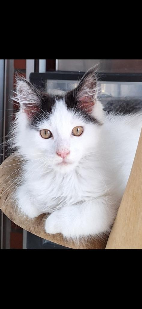 Mainecoon kittens, Dieren en Toebehoren, Katten en Kittens | Raskatten | Langhaar, Meerdere dieren, 0 tot 2 jaar, Met stamboom