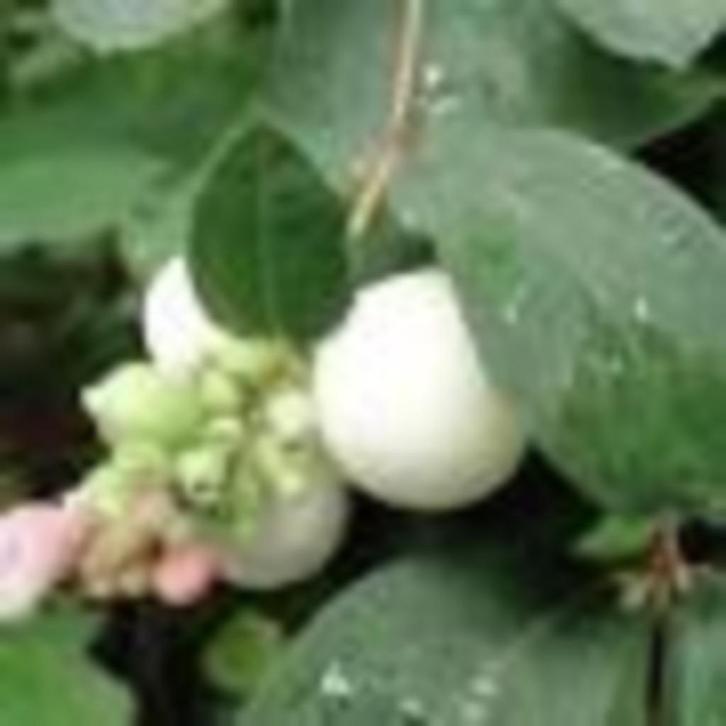 STRUIKEN sneeuwbes, sering. HAAG beukenhaag / fagus, Tuin en Terras, Planten | Struiken en Hagen, Ophalen
