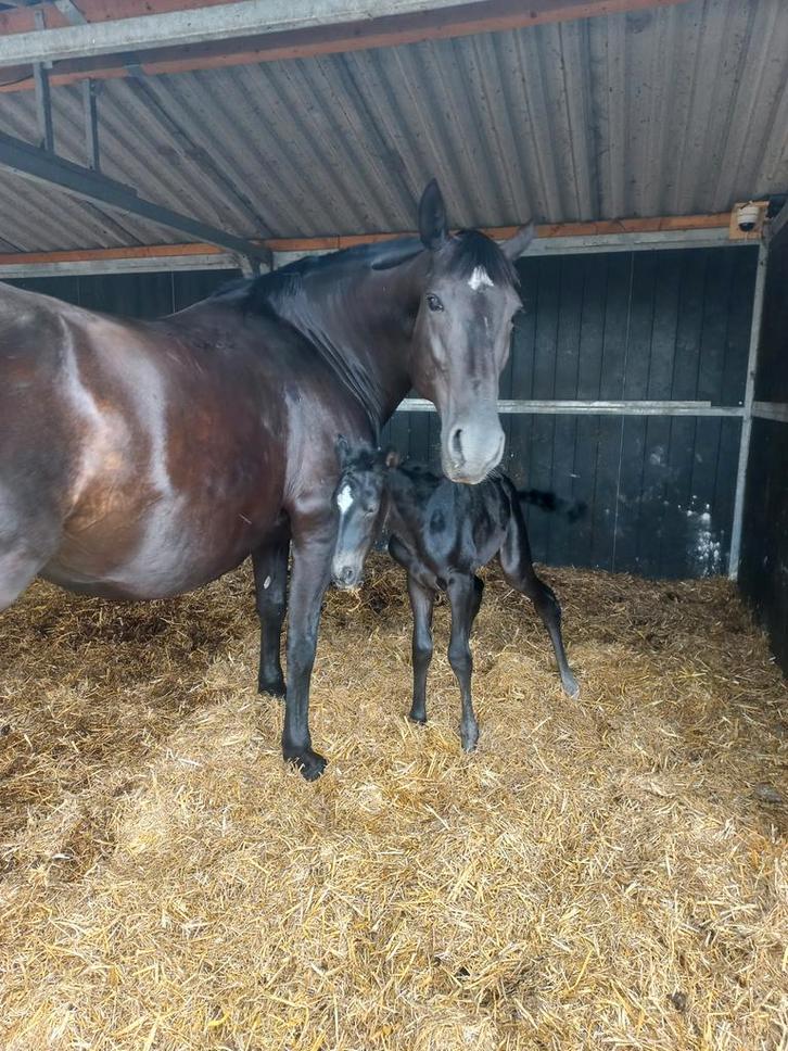 Crossbreeding Iberisch x warmbloed, Dieren en Toebehoren, Paarden, Hengst, Niet van toepassing, 165 tot 170 cm, 0 tot 2 jaar, Springpaard