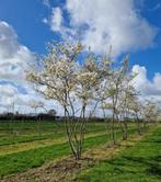 Amelanchier Lamarkii 250/300cm uitverkoop, Tuin en Terras, Ophalen