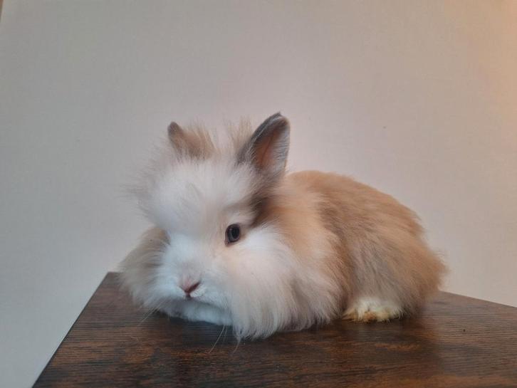 Teddy dwerg dwergkonijnen, Dieren en Toebehoren, Konijnen, Dwerg, Mannelijk, 0 tot 2 jaar