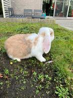 2 tamme Frans hangoor rammetjes, Dieren en Toebehoren, Konijnen, Hangoor